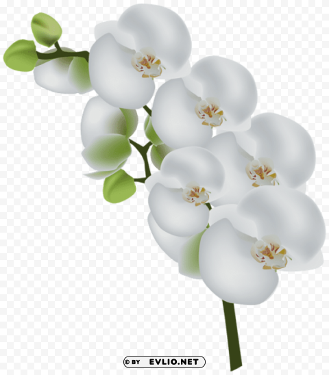 white orchid Transparent PNG image free