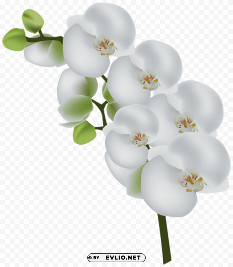 White Orchid Transparent PNG Image Free