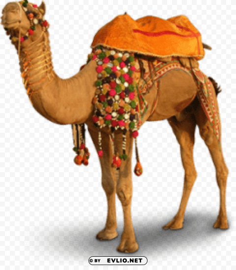 camel Isolated Item on HighResolution Transparent PNG