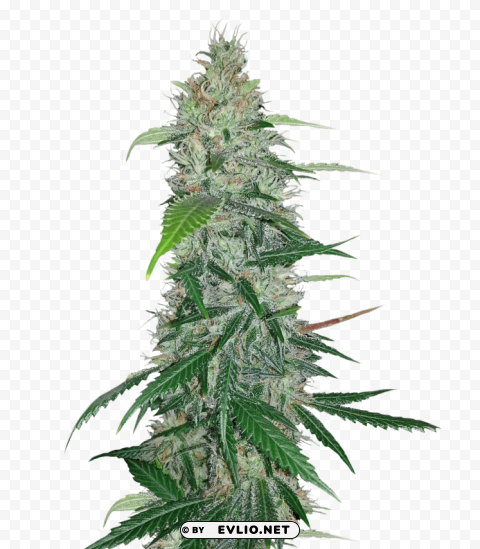 cannabis Isolated Illustration on Transparent PNG