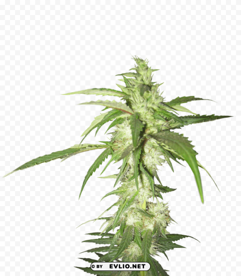 cannabis Isolated Item with HighResolution Transparent PNG