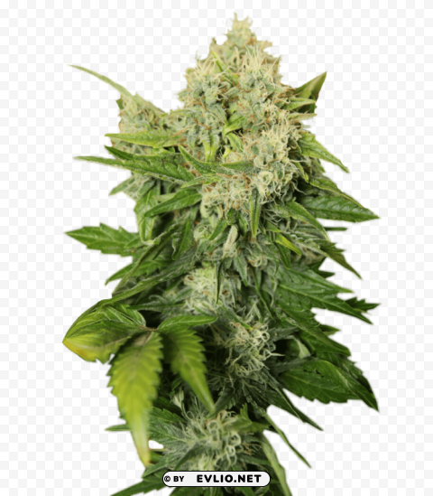 cannabis Isolated Subject on HighResolution Transparent PNG