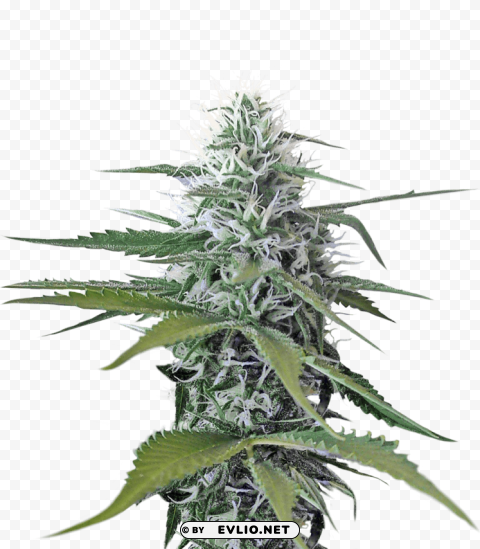 cannabis PNG graphics with clear alpha channel broad selection