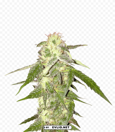 cannabis PNG with alpha channel for download