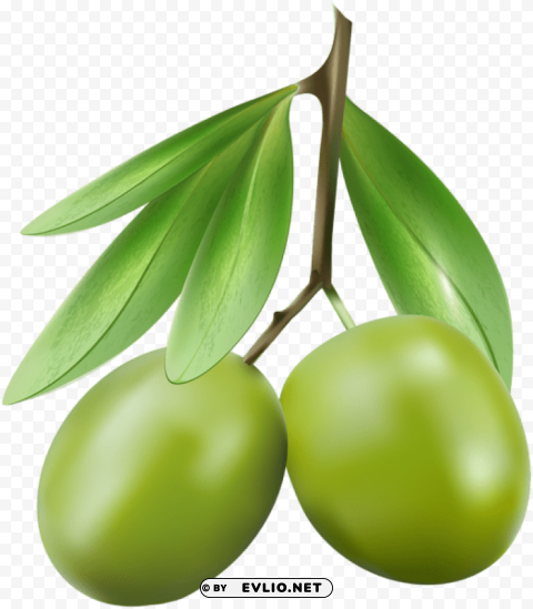 green olives Isolated Artwork on Transparent Background PNG