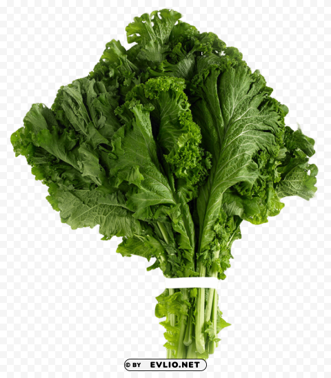 mustard greens High-resolution PNG images with transparency