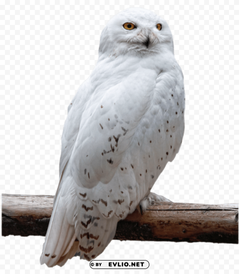 Owl PNG photos with clear backgrounds