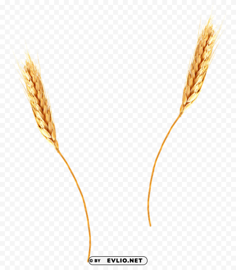 wheat Clean Background Isolated PNG Image