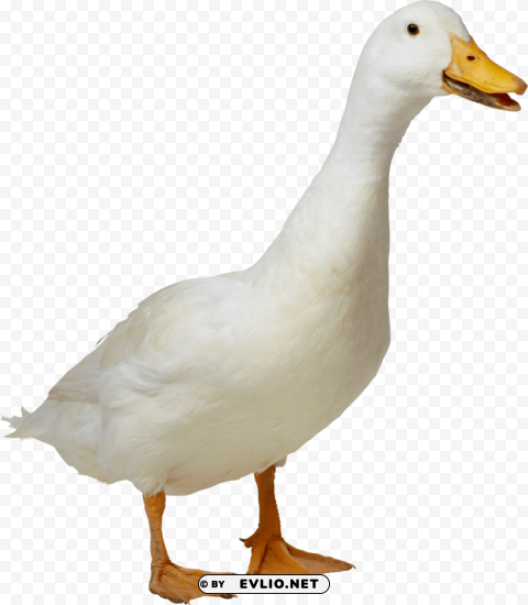 goose Isolated Artwork with Clear Background in PNG