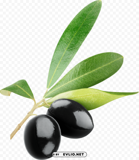 olives PNG images for banners