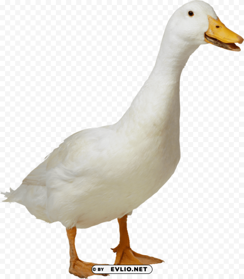 white duck Isolated Item on Transparent PNG Format png images background - Image ID f2422dfd