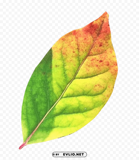 autumn leaf Isolated Element on Transparent PNG