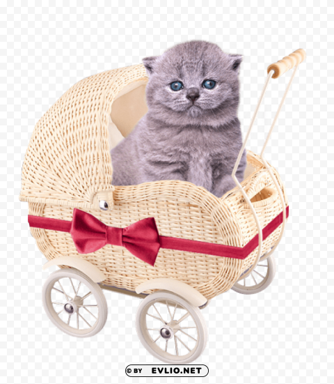 cute kittens free High-resolution transparent PNG images assortment