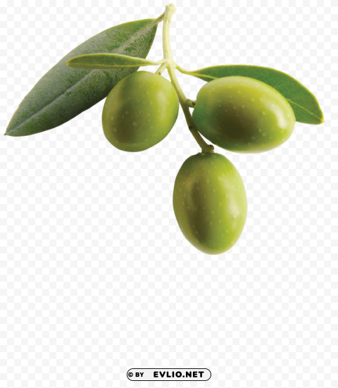 olives PNG image with no background
