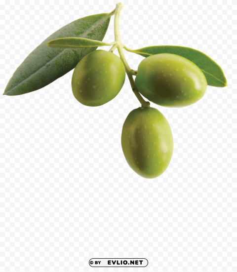 Olives PNG Image With No Background