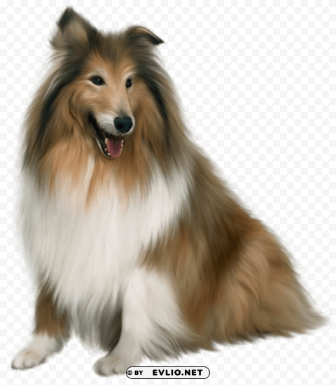 painted scotch collie dog Isolated Icon on Transparent Background PNG