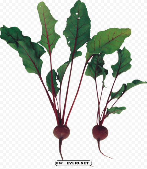 beet Free PNG images with alpha channel variety
