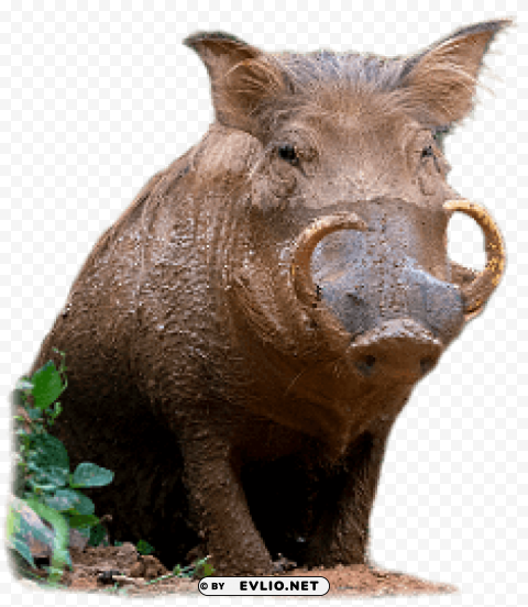 boar Isolated Graphic on Clear Transparent PNG