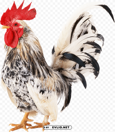 cock High-resolution transparent PNG images