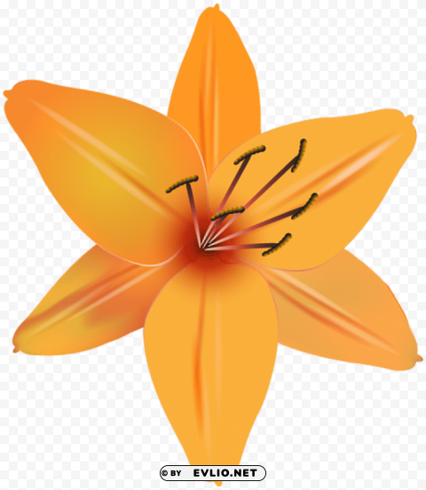 PNG image of orange flower PNG transparent photos comprehensive compilation with a clear background - Image ID 2b58d164