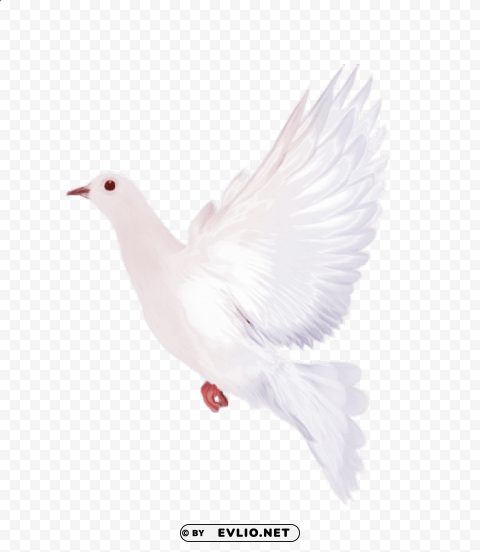 white dove Clear background PNG clip arts