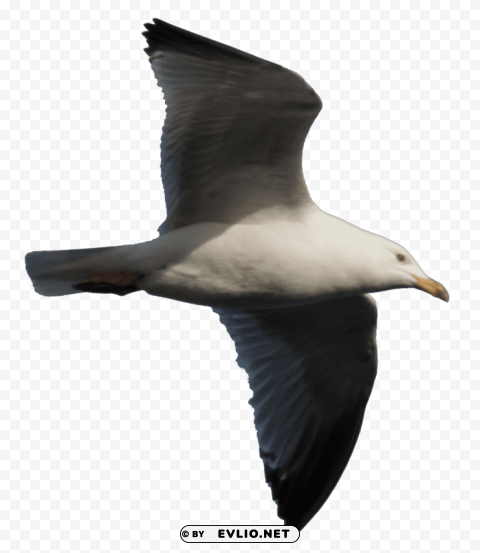 gull PNG with no background for free