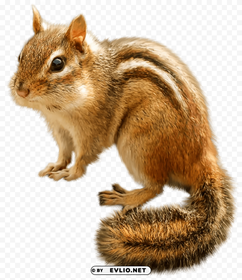 chipmunk PNG graphics with clear alpha channel