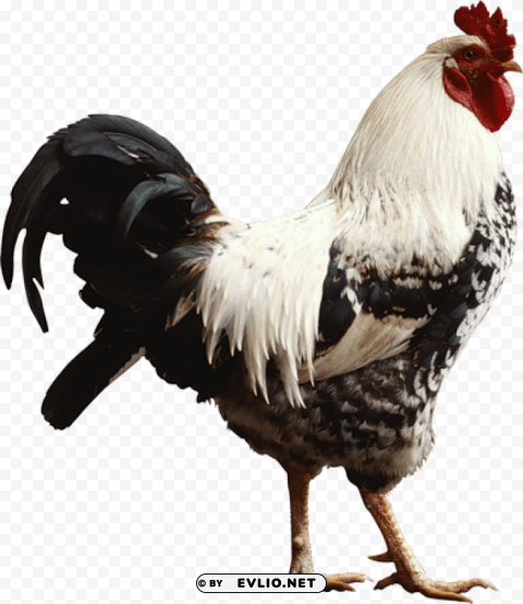 cock High-resolution PNG images with transparent background