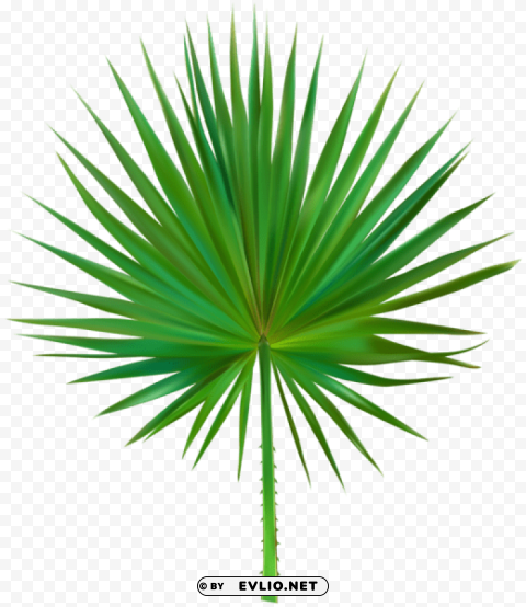 exotic palm leaf PNG for design
