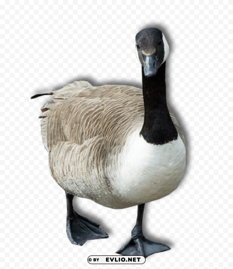 goose Isolated Artwork in HighResolution PNG