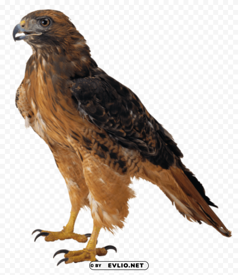 hawk Isolated Artwork in HighResolution PNG