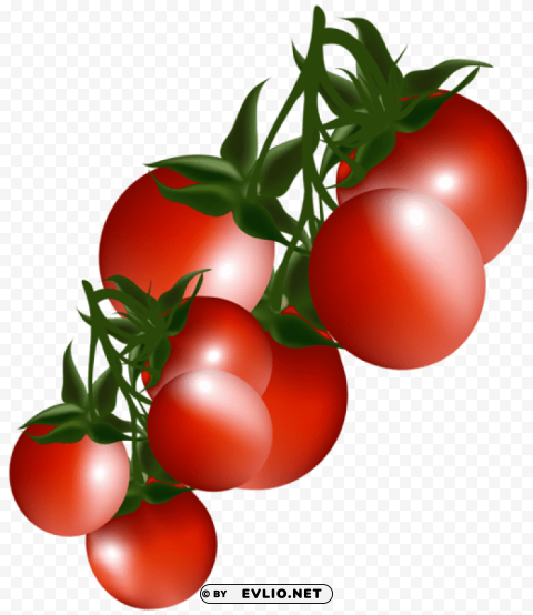 Tomatoes Branchpicture PNG Isolated