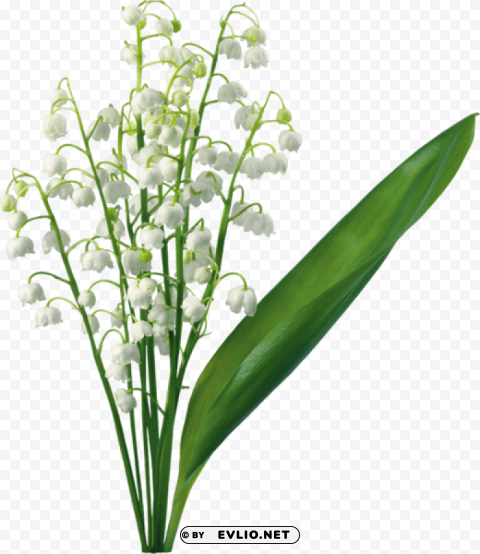 transparent lily of the valley PNG for use