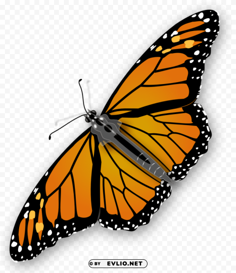 butterfly Isolated Element on HighQuality PNG