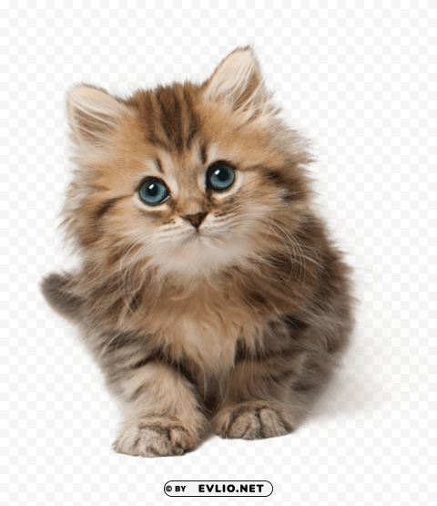 cat kitten cute PNG clear background