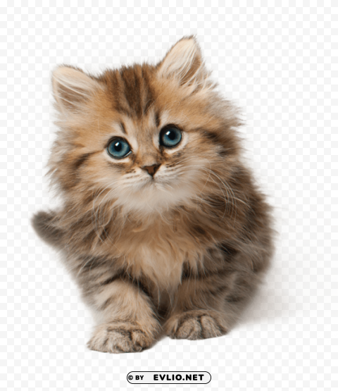 cute cat High Resolution PNG Isolated Illustration