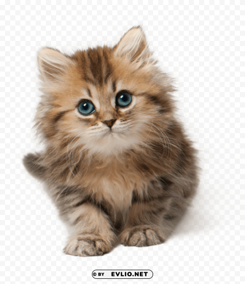 cute kittens High-resolution transparent PNG images set