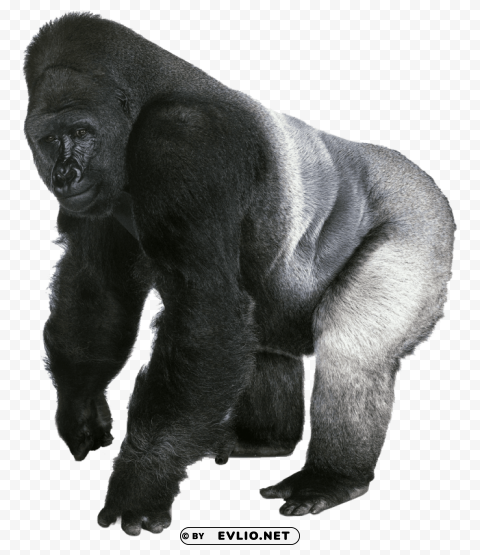gorilla no Isolated Artwork with Clear Background in PNG