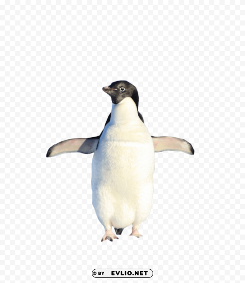 penguin standing Isolated Design Element in PNG Format