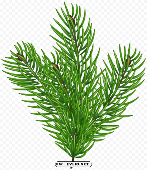pine branch green Isolated Element with Transparent PNG Background