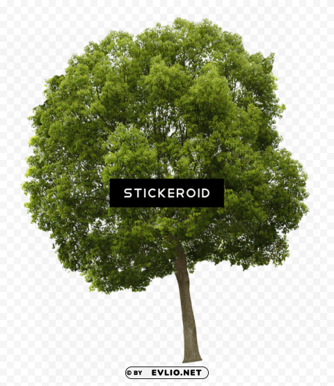 trees high resolution PNG Isolated Object with Clarity PNG transparent with Clear Background ID 6ee36e84