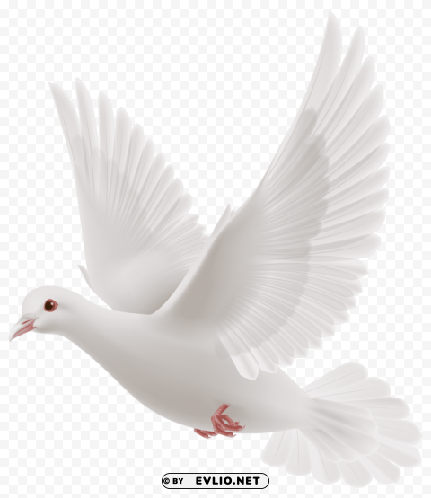 white dove Isolated Icon in HighQuality Transparent PNG