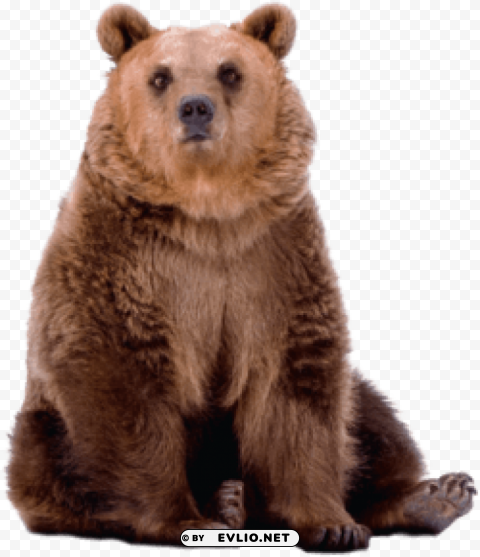 bear Isolated Graphic with Transparent Background PNG png images background - Image ID 6b439850