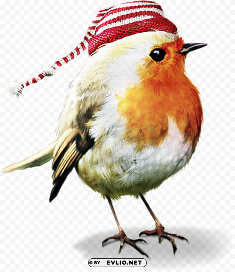 bird birds robin winter christmas terrieasterly - psp tubes animals PNG Image with Transparent Isolated Graphic