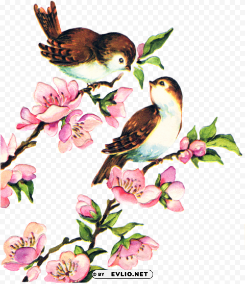 bird vintage PNG images with alpha transparency free