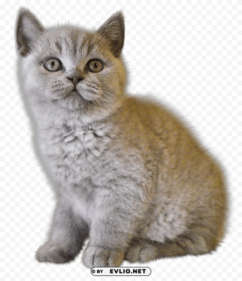 cute kittens s Isolated Character in Transparent PNG
