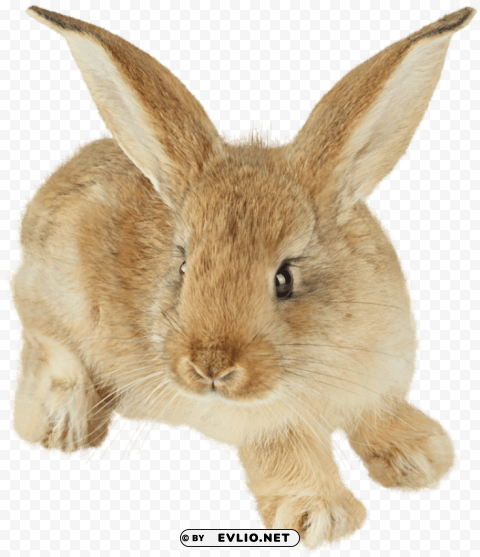 cute little brown rabbit PNG images with no fees