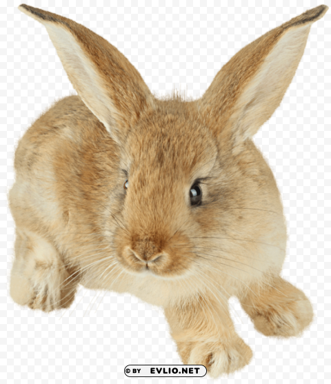 cute rabbit with enormous ears PNG design elements