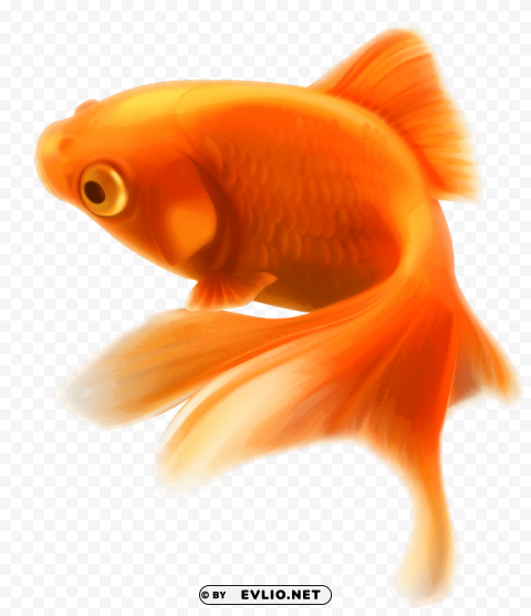 fish Transparent PNG Isolation of Item png images background - Image ID 1221c1e0