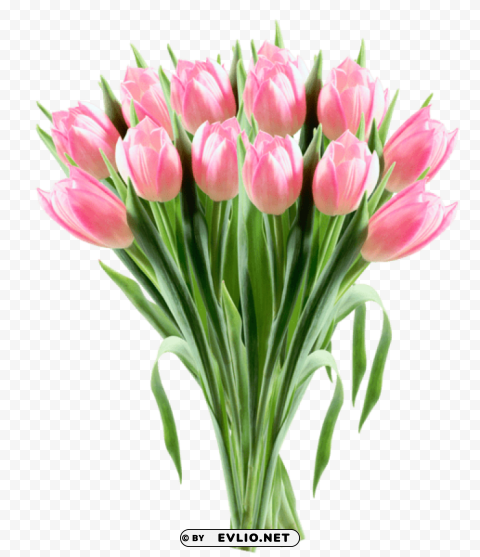 pink tulips transparentpicture Transparent PNG Isolated Graphic Detail